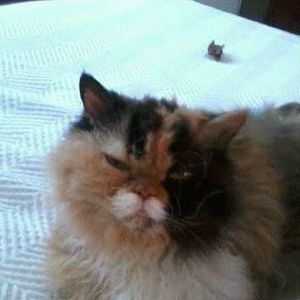 Meet your Posher, Marley